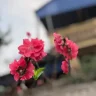 Nhi13579